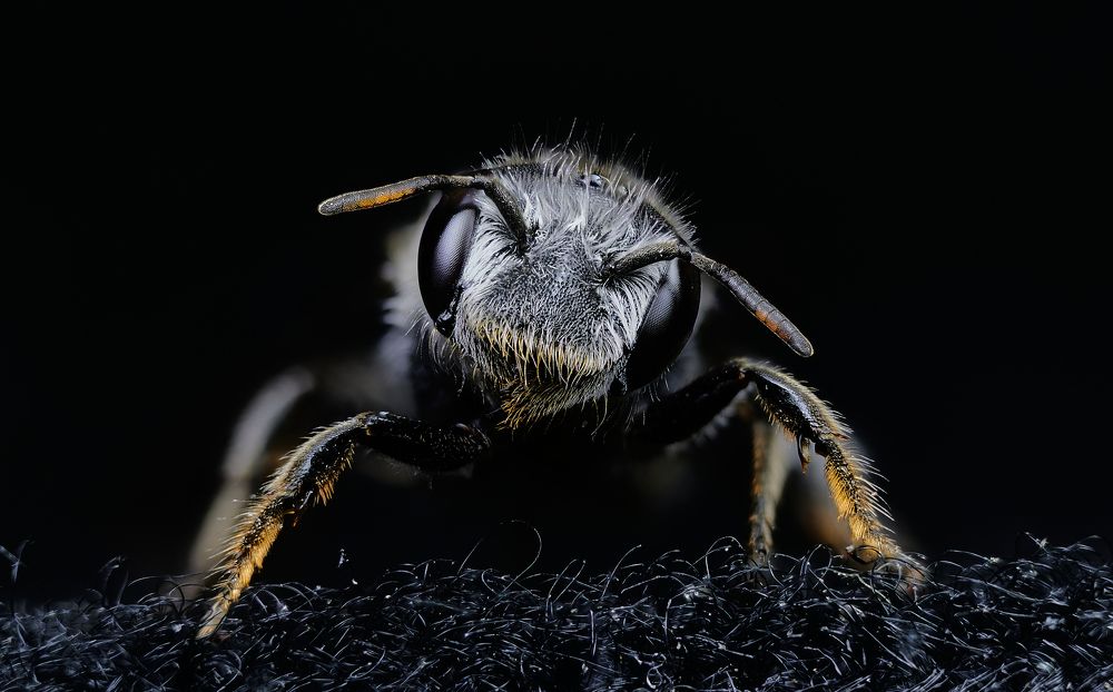 Photograph by Javier Raigal