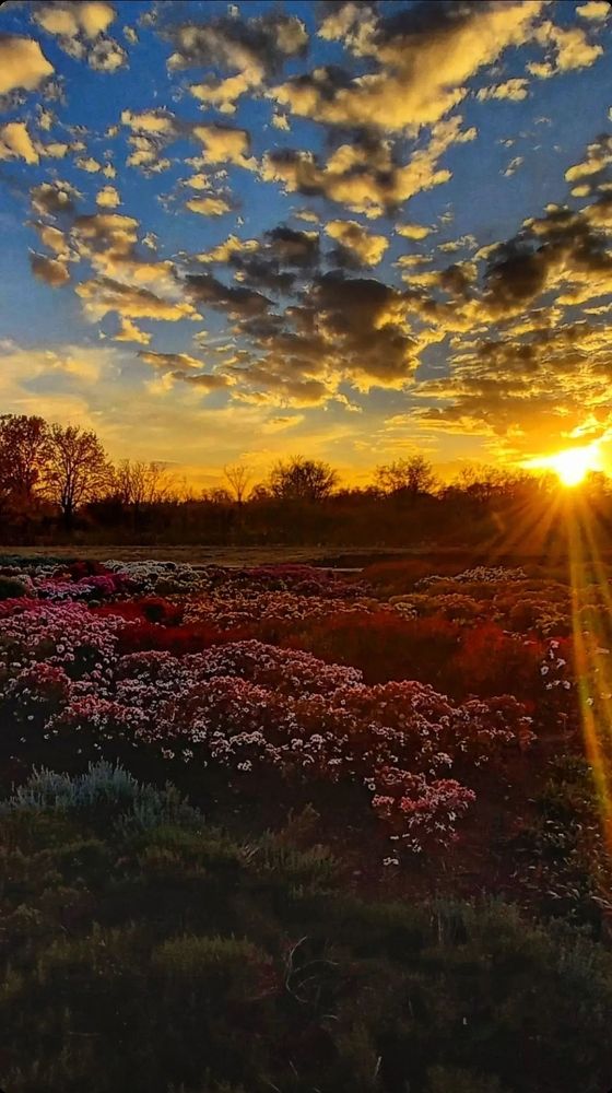 Фотография автора Алла Балабан