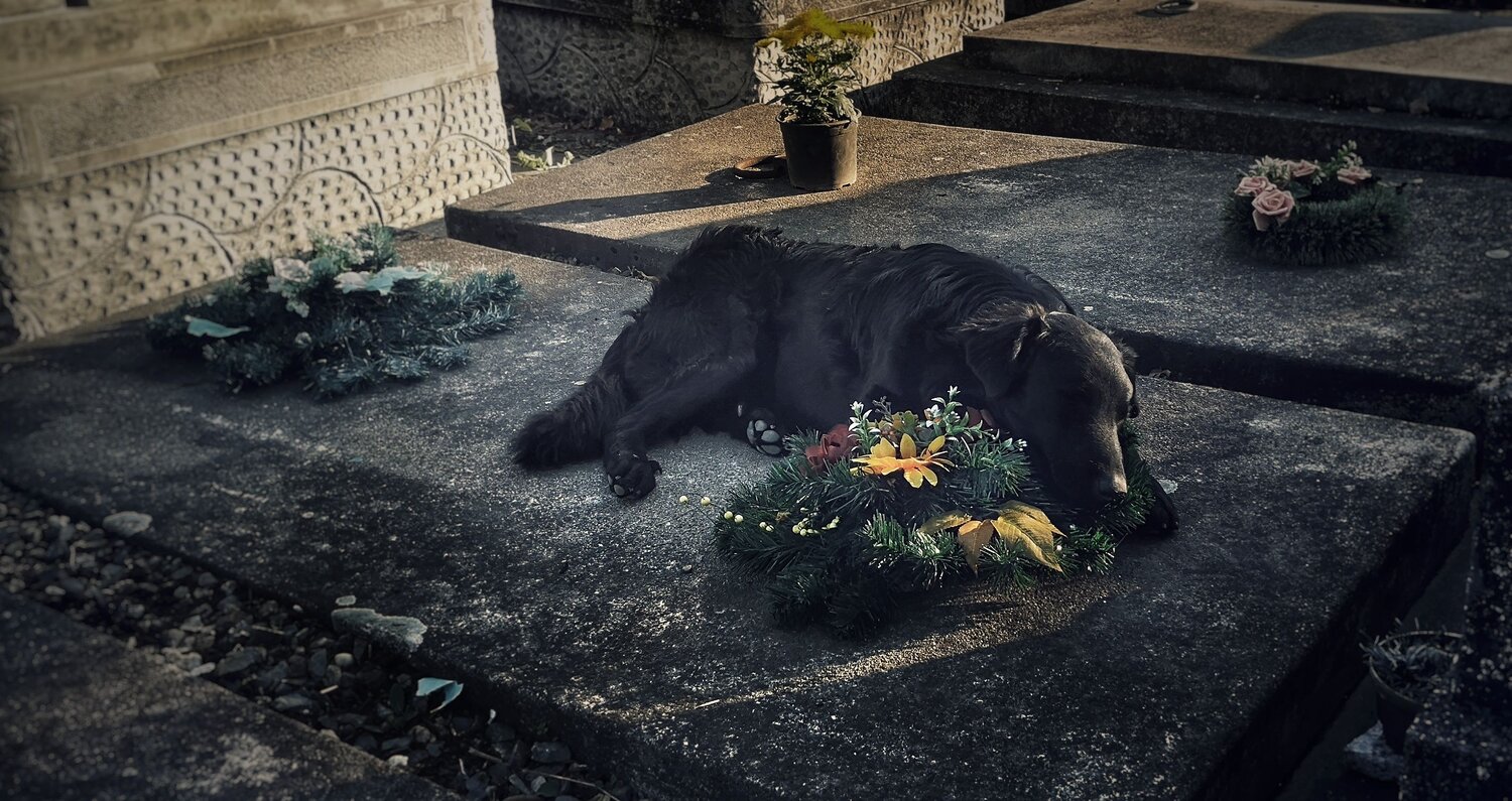 Photo #6668680