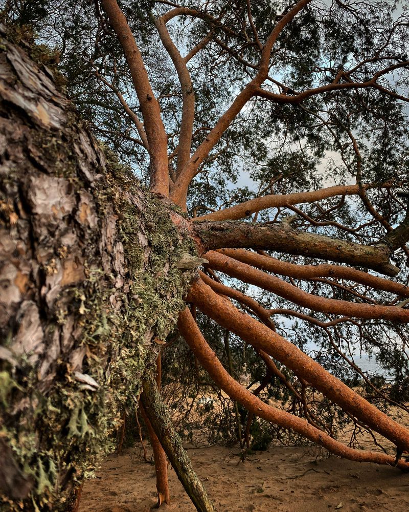 Photograph by Светлана Коган