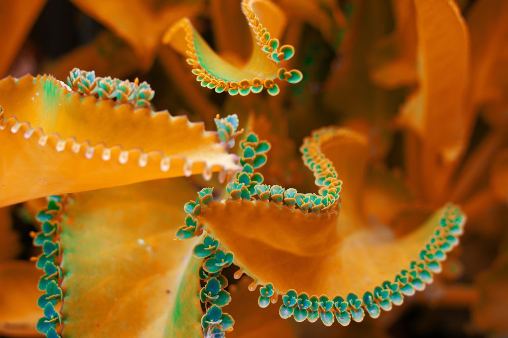 Photograph by Adrian Ramirez