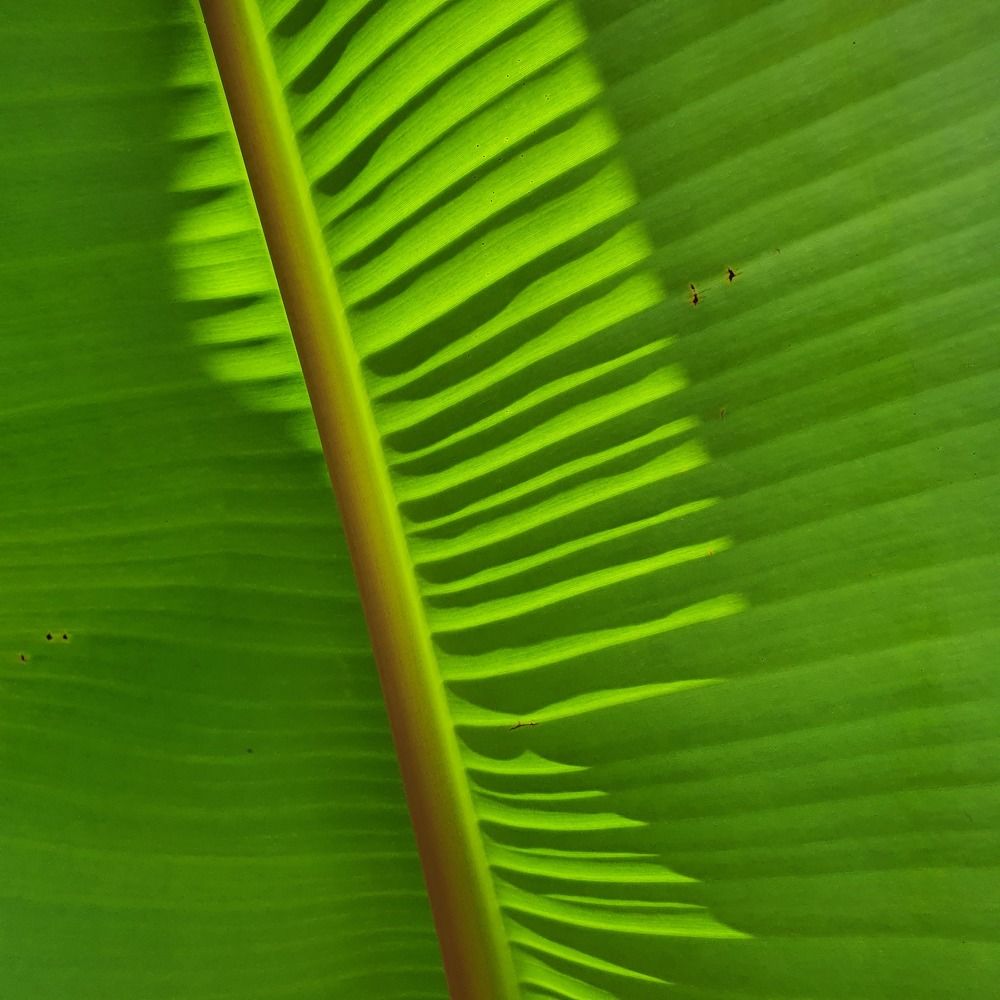 Photograph by Dâmaris Ferrão