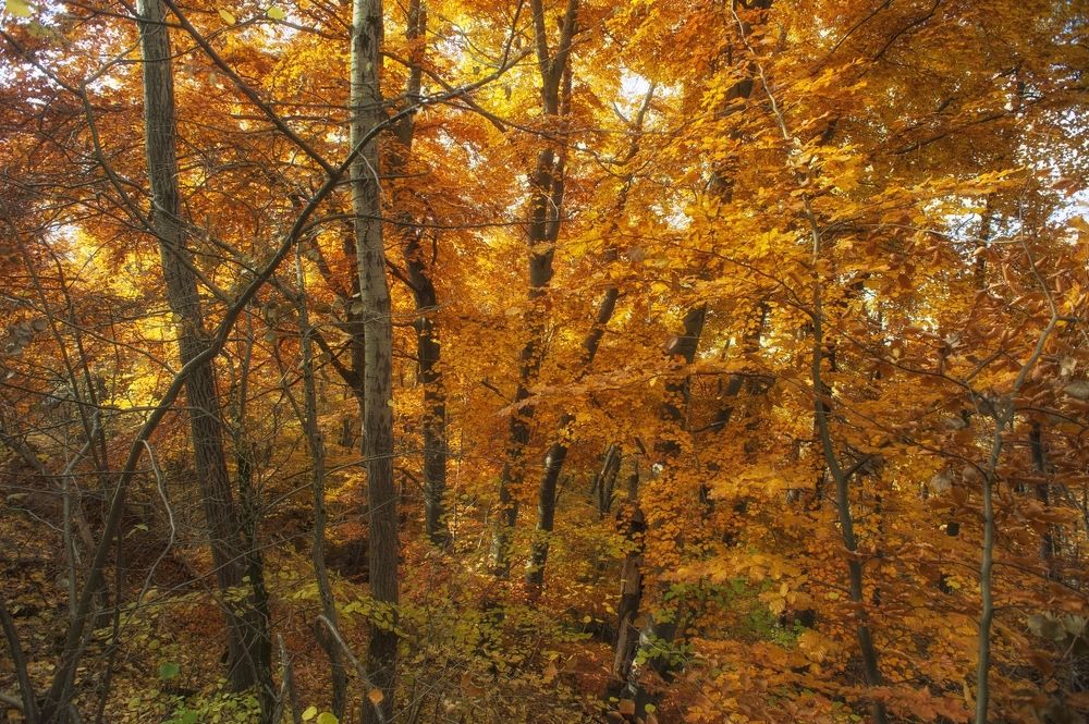 Photograph by Boris Tashkov