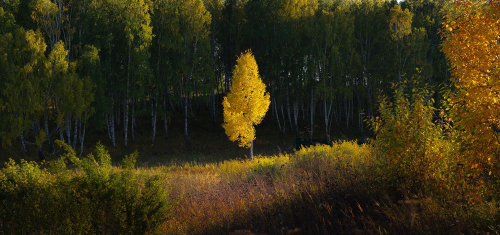 Солистка берёзового хора.