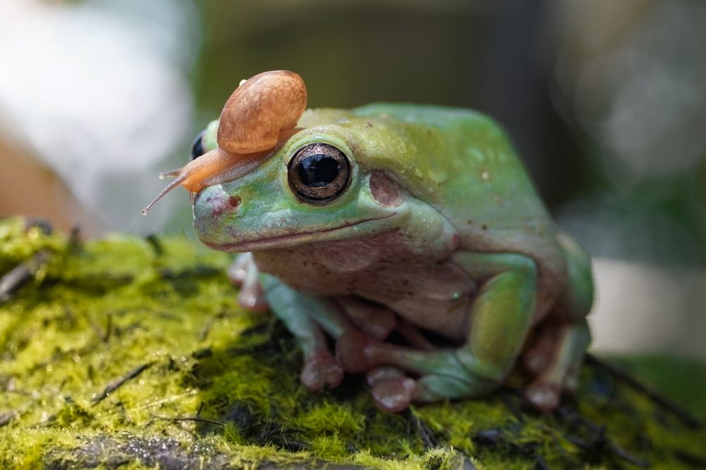 Photograph by Gusti Roby Navela