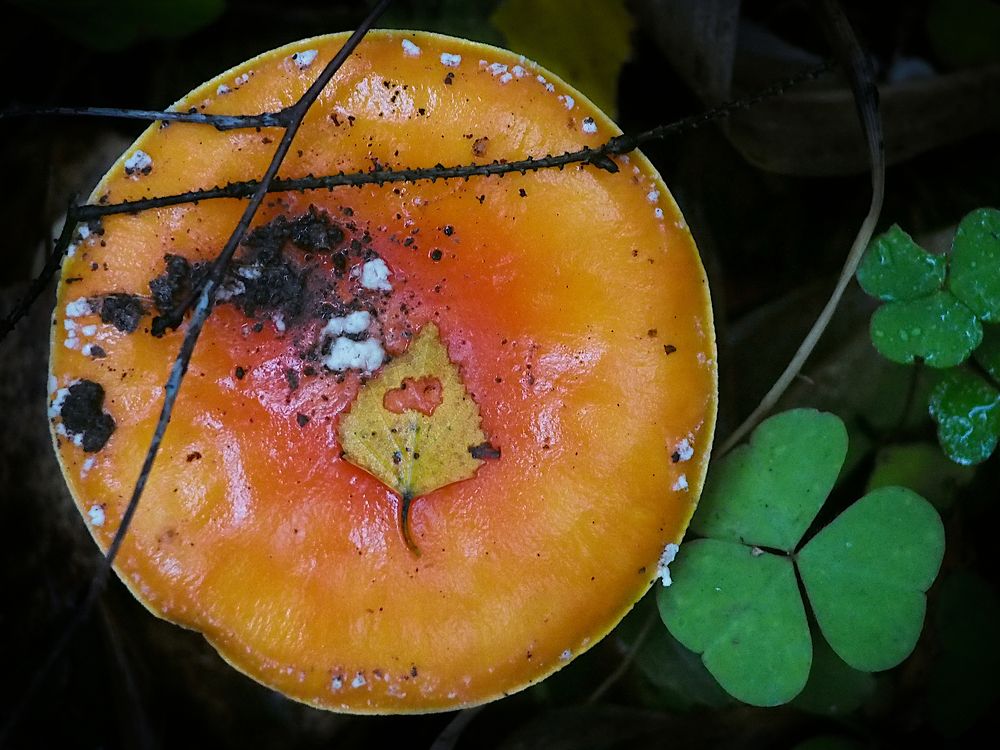 Photograph by Serge S. Pashintsev