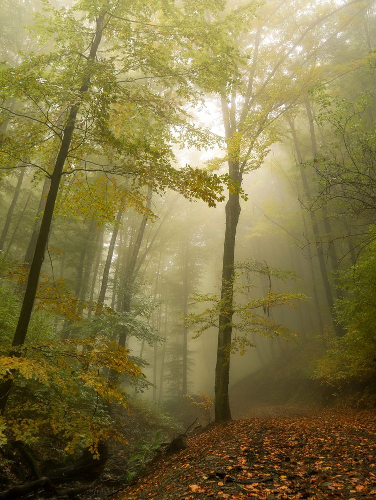 Фотография автора Flegner Calin