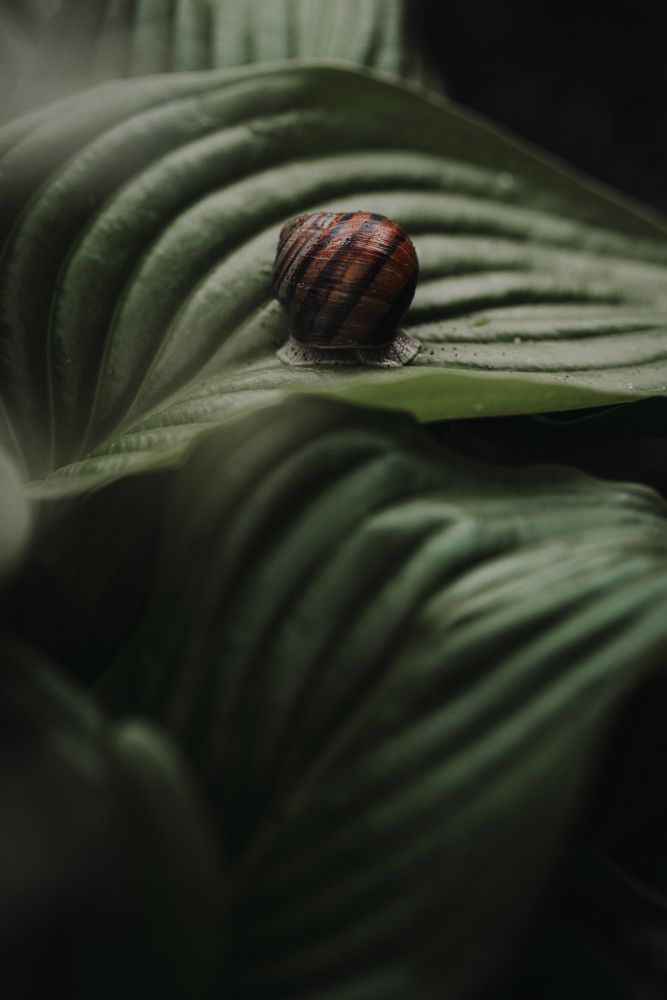 По дороге на Фудзияму.