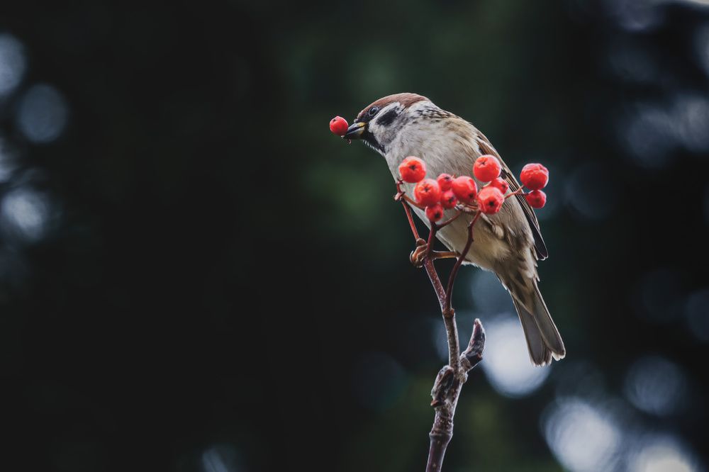 Photograph by ptu6ki