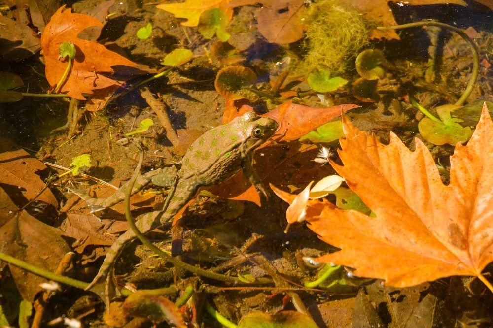 Лягушка в осеннем пруду