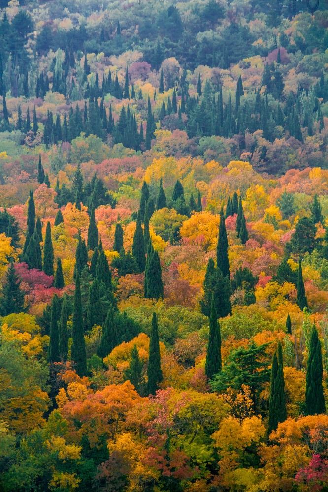 Кипарисы в осеннем огне