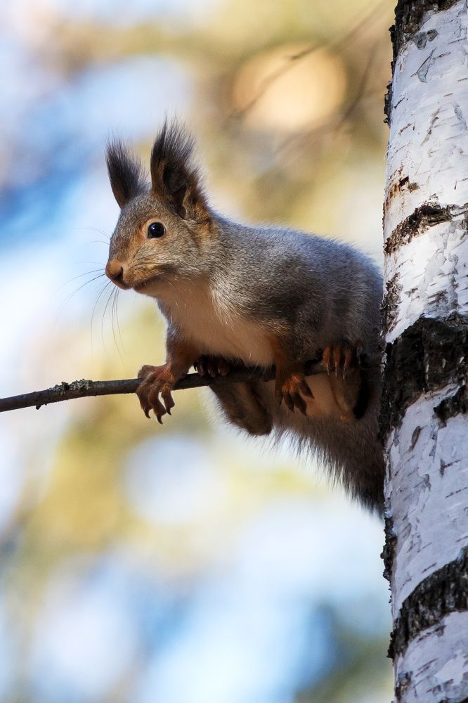 Пушистый зверек