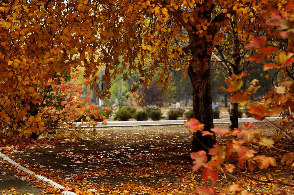 Photograph by Владимир Харчиков