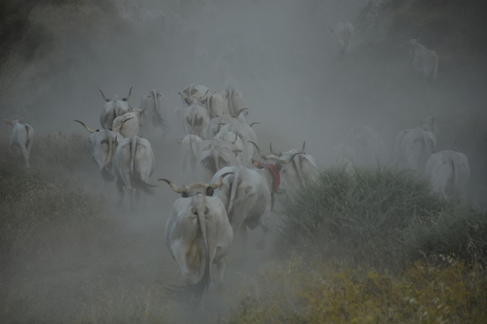 Photograph by ROCCO SCATTINO