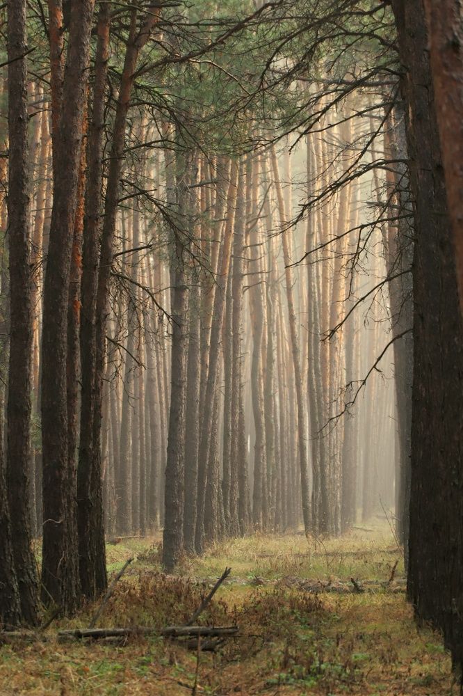 Photograph by Тимофей Ведясов