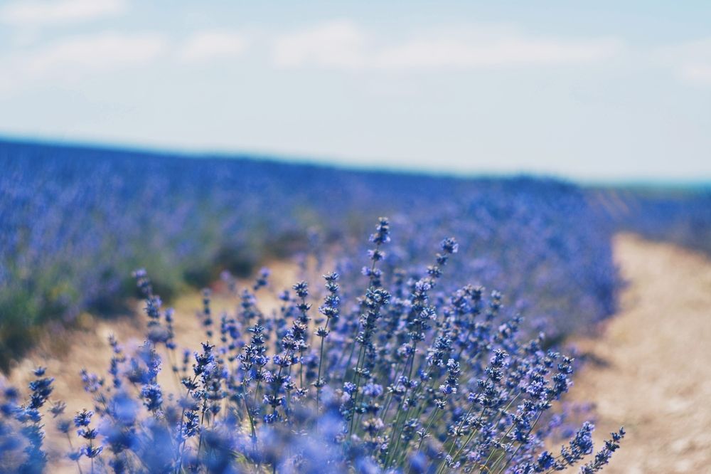 Photograph by Екатерина Титова