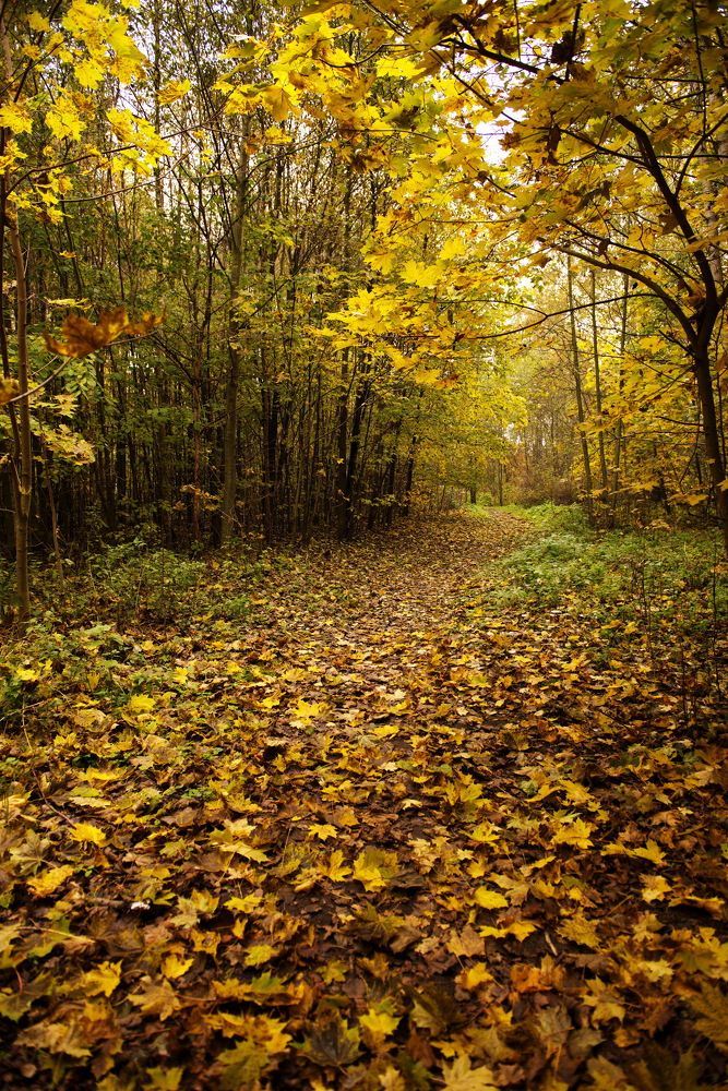 Photograph by Александр Кращук