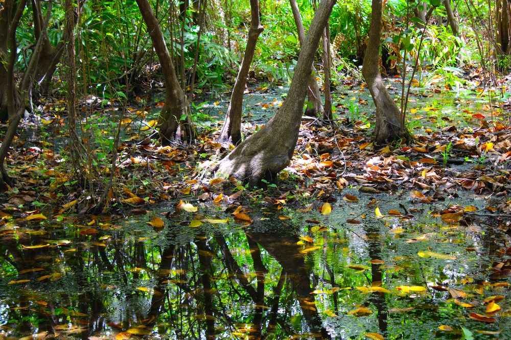 Autumn in the mangrove