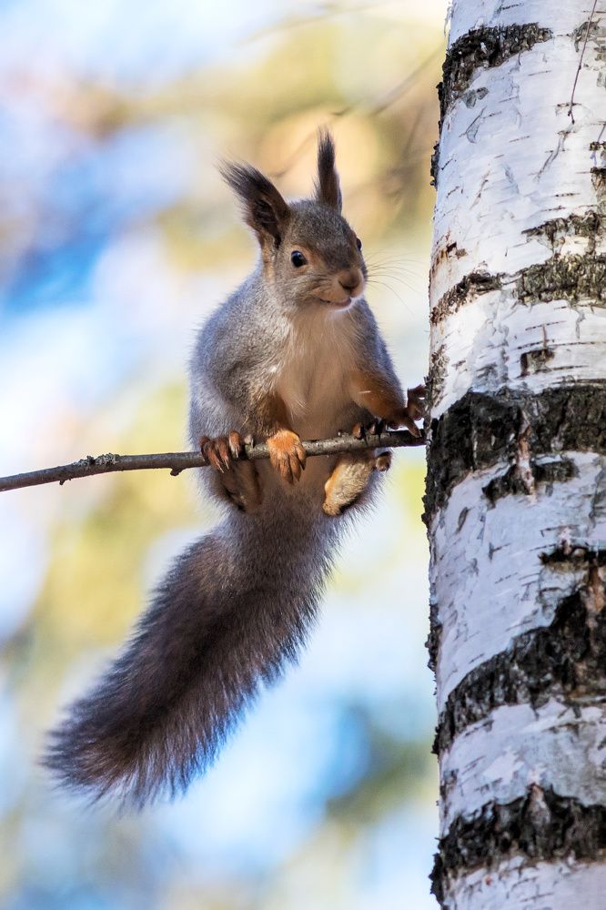 Пушистый зверек
