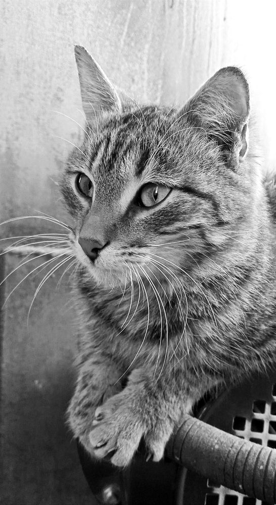 Photo #6671292