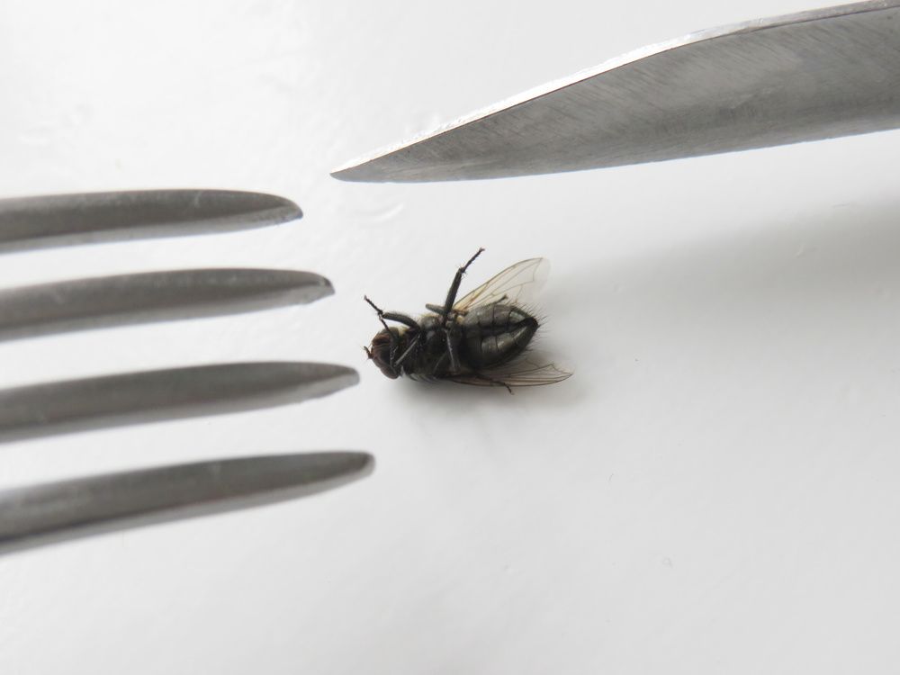Knife, fork and fly on white background