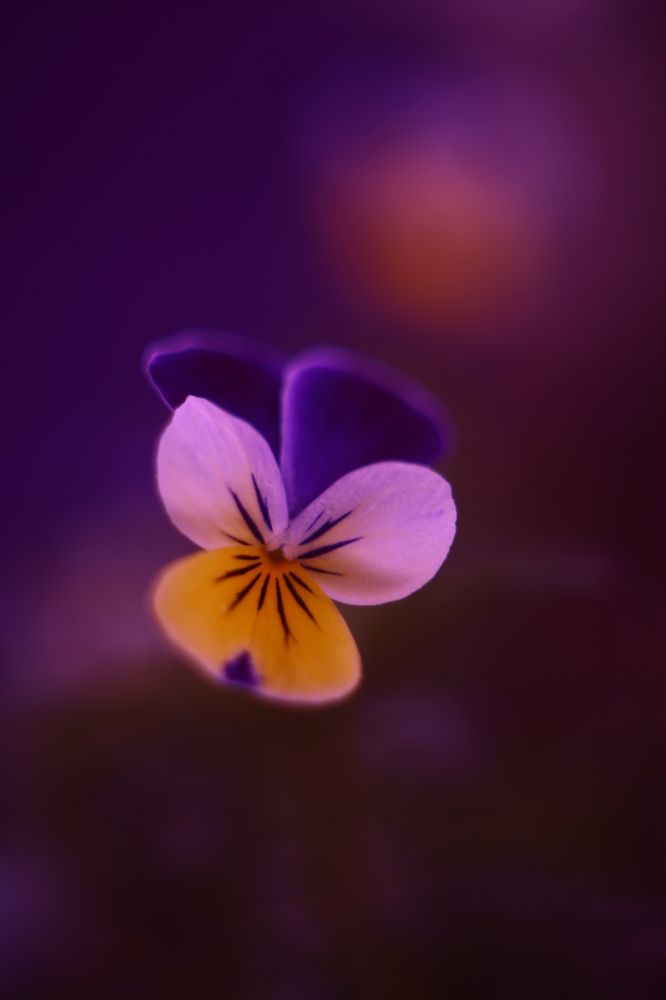 Photograph by Milla Luca