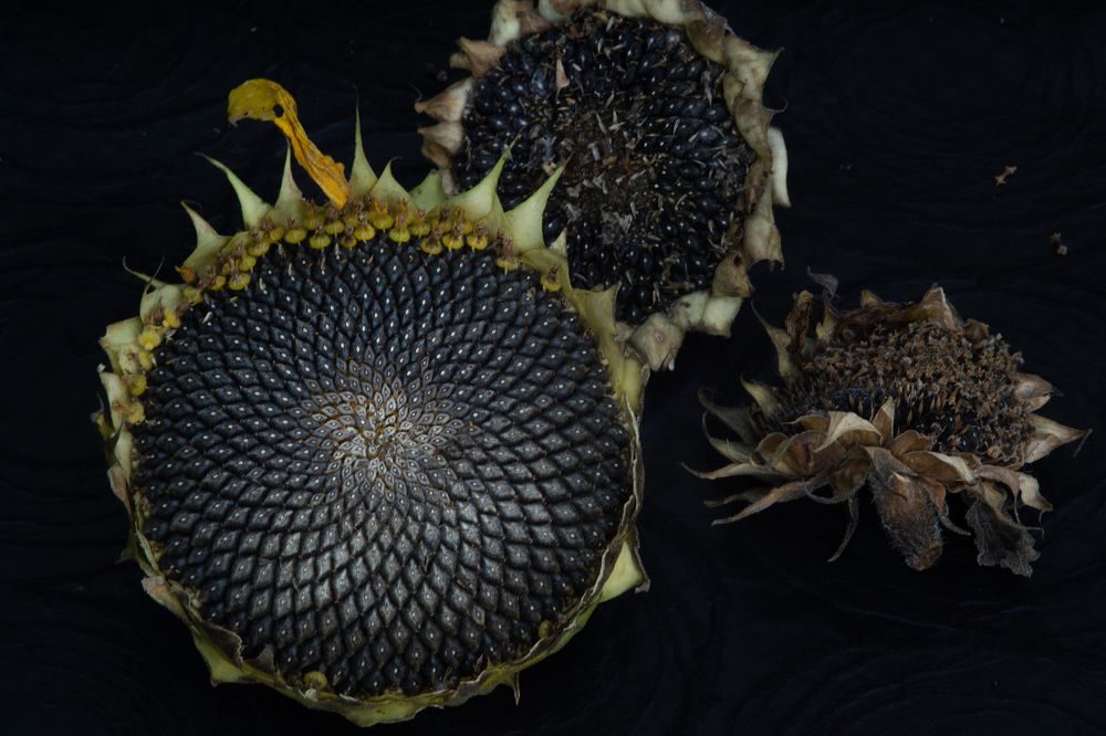 Photograph by Анна Бутко