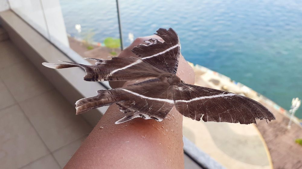 Photograph by FELOMINA ENDEREZ