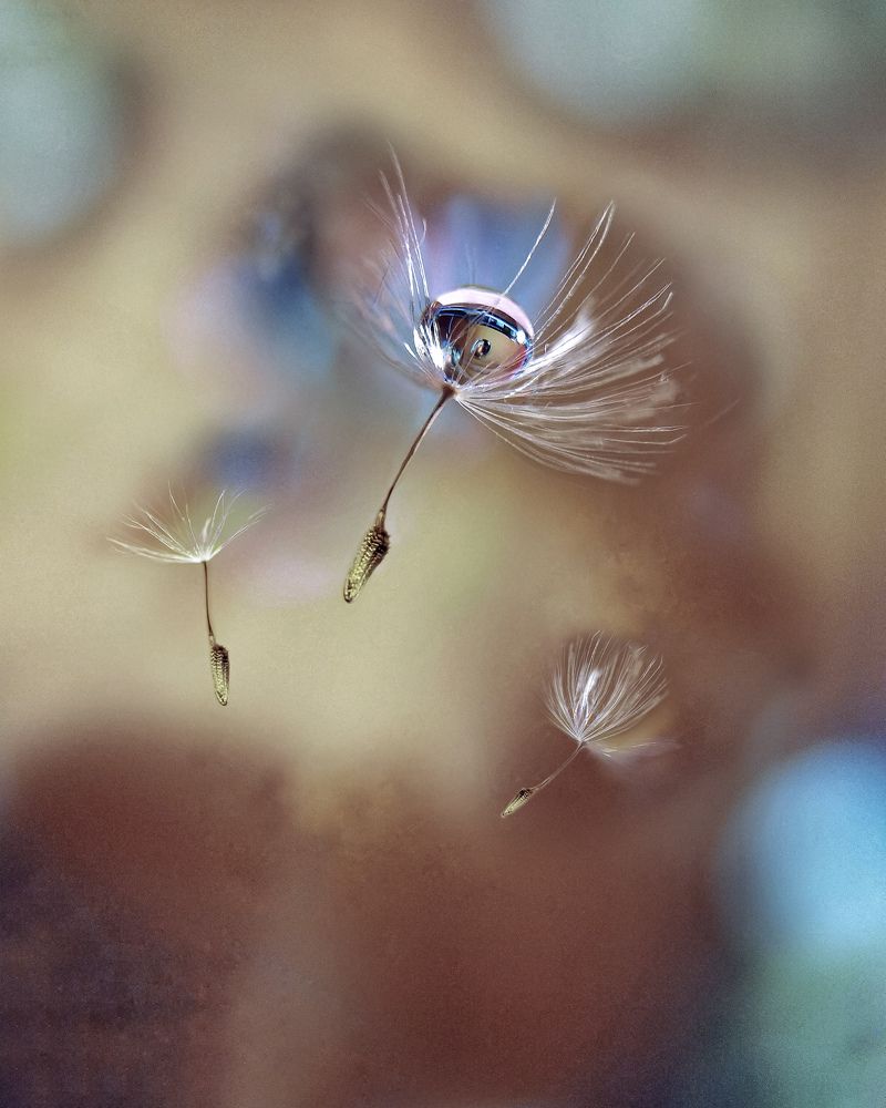 Пушинки-вечные  странники...