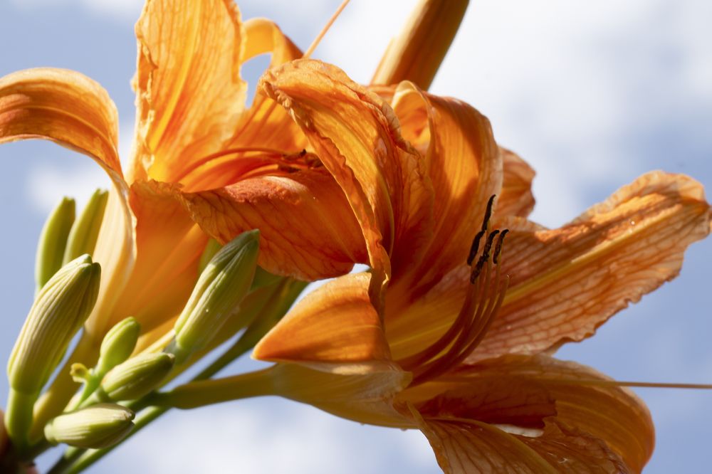 Photograph by Дарья Ващенко-Панкина