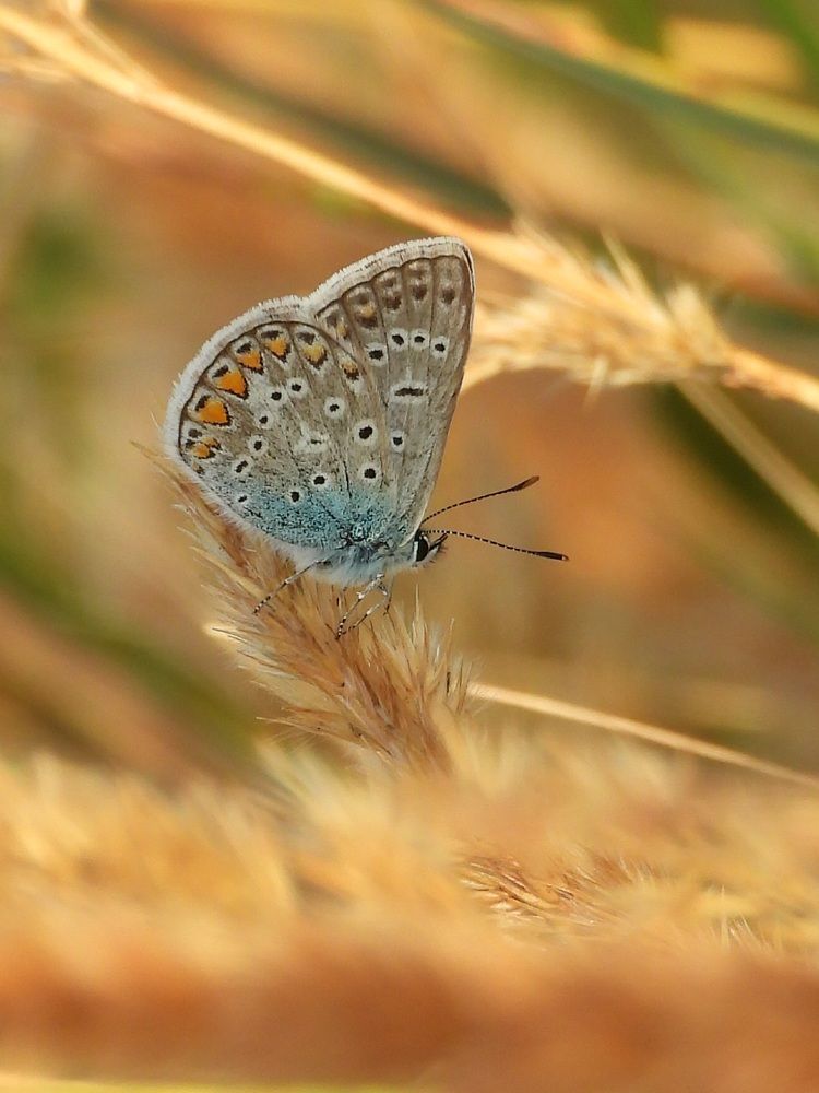 Фотография автора Bastini Gabriele