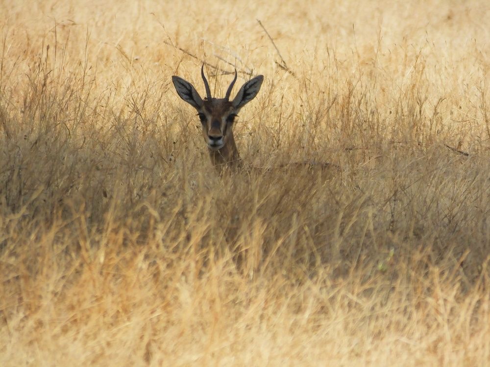 Photograph by Darshan Patil