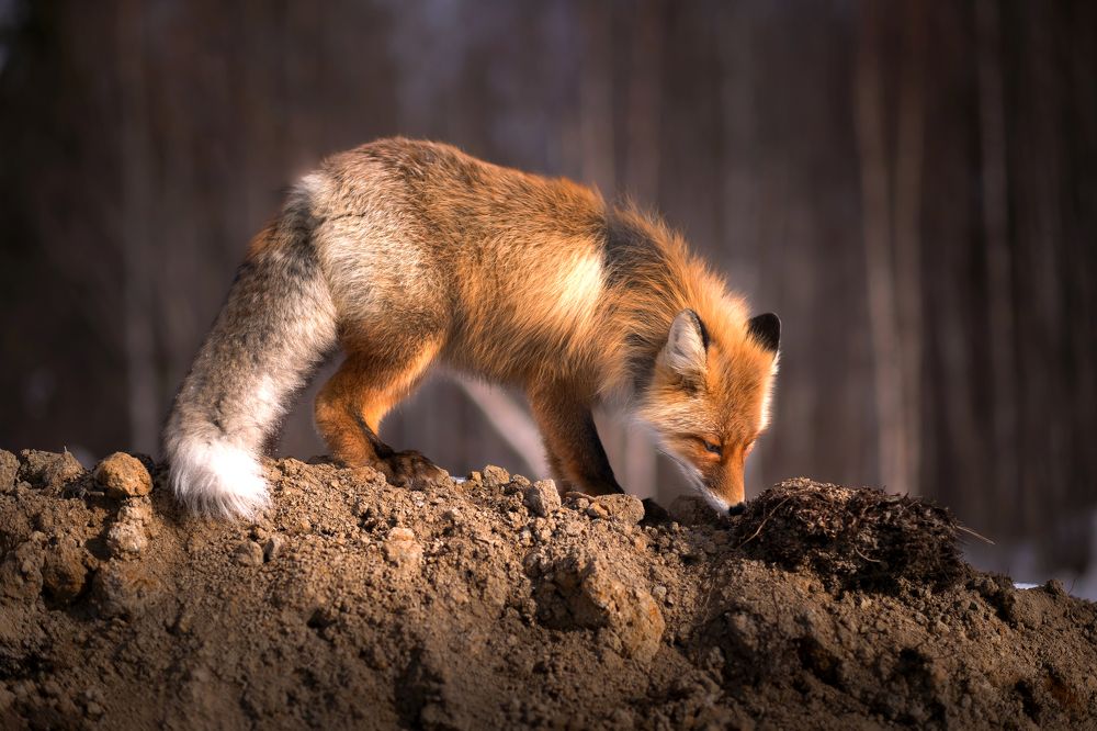 Photograph by Роман Грушевский