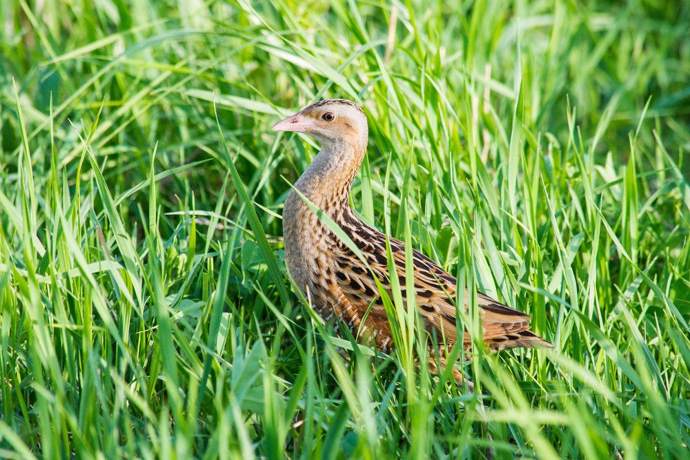 Photograph by Ирина