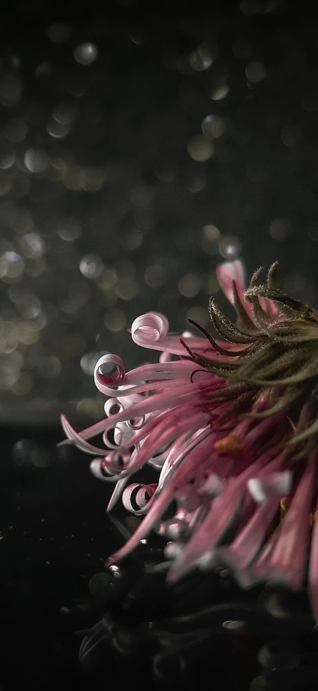 Photograph by Галина Ефремова