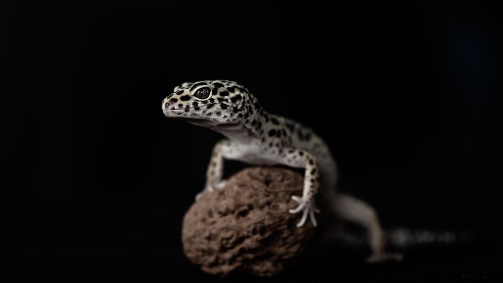 Photograph by Ognyan Levashki