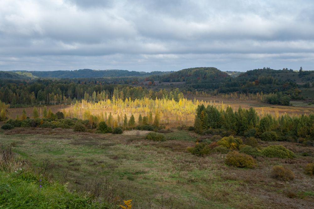 Березовая роща под солнцем