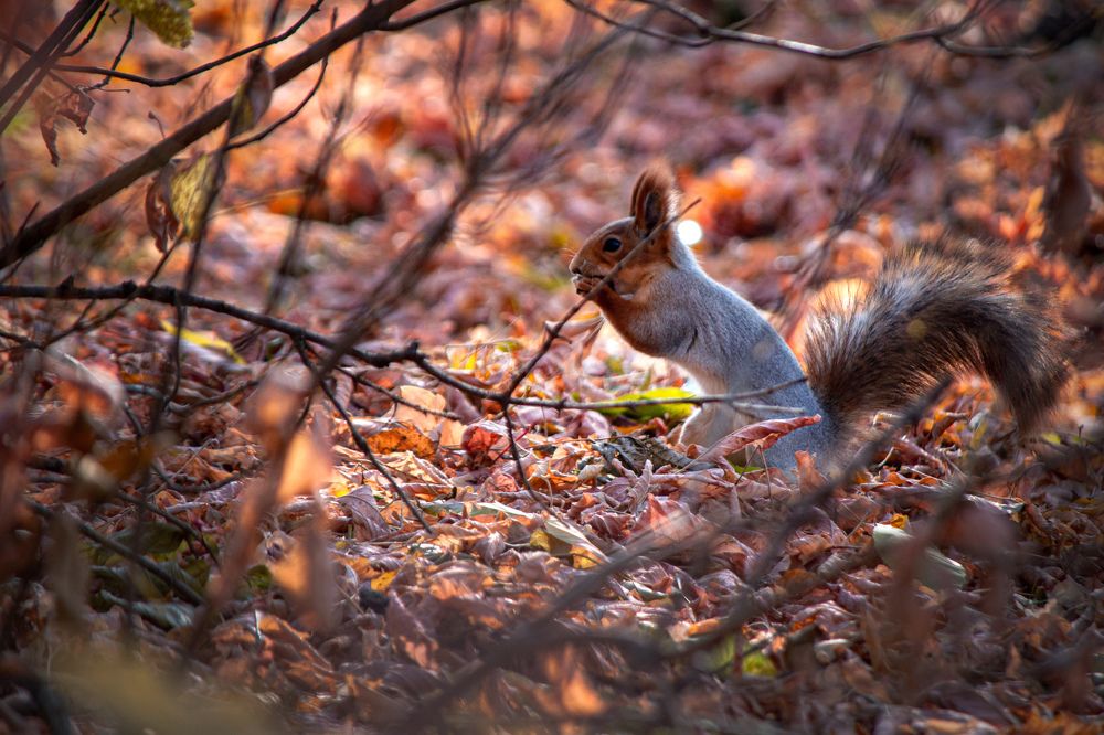 Photograph by Игорь Овсиенко