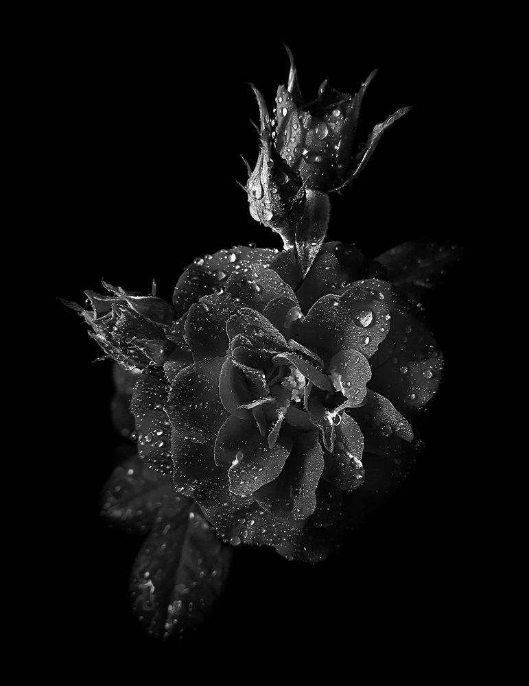 Photograph by Mohammad Dadsetan