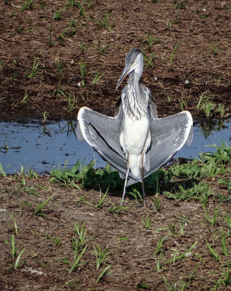 Сонная цапля.