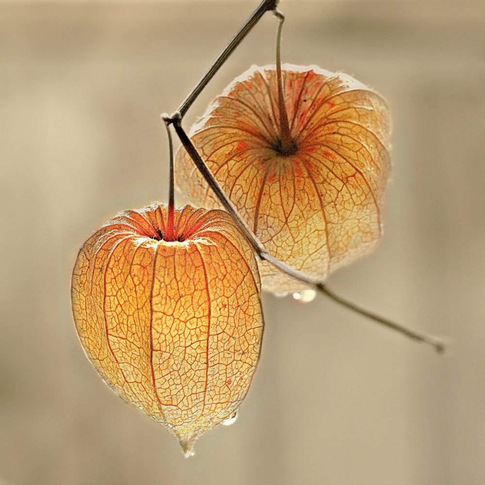 Photograph by Ольга Заболотская