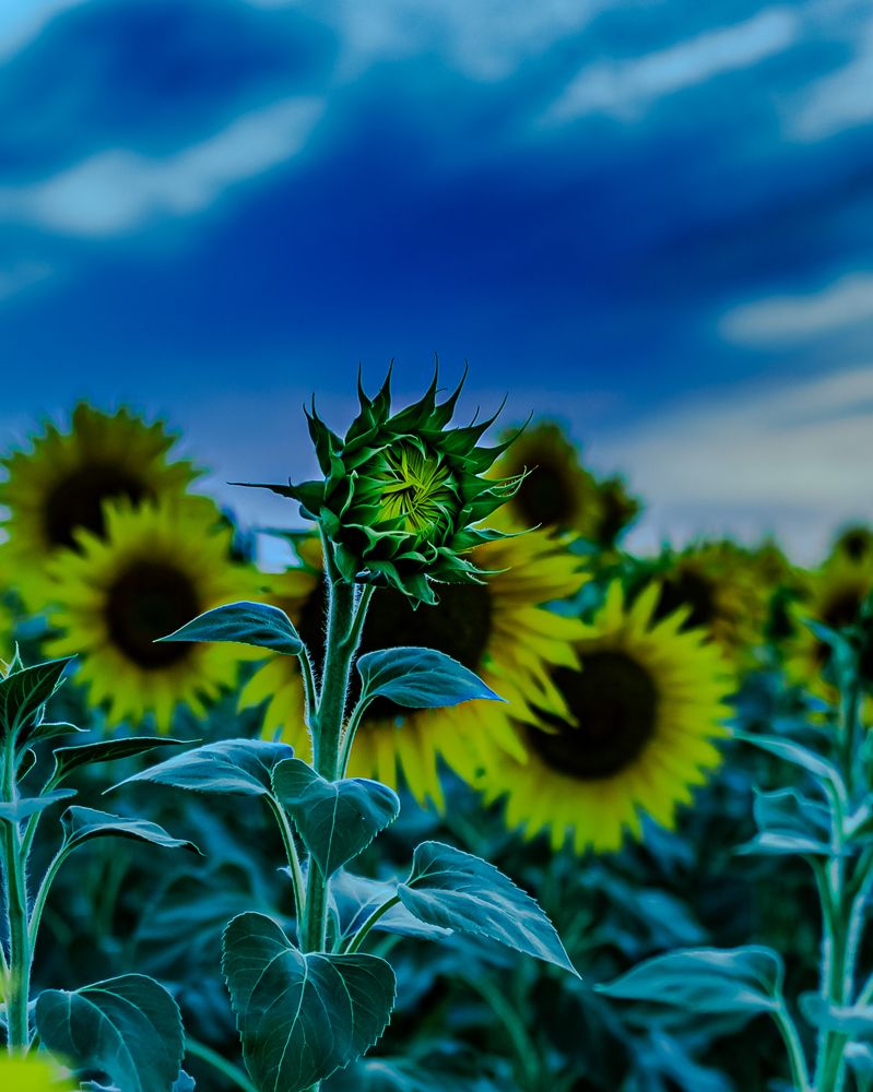 Collection tournesol