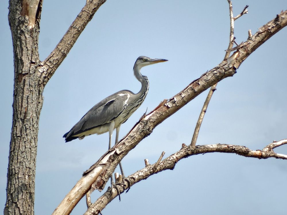 Серая цапля.