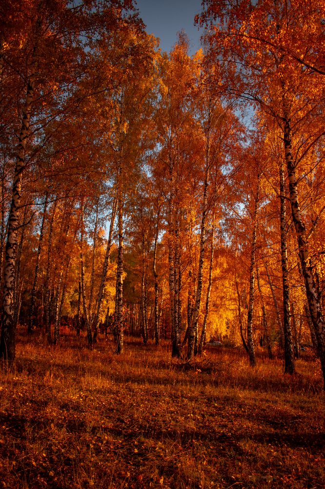 Photograph by Андрей Липовый