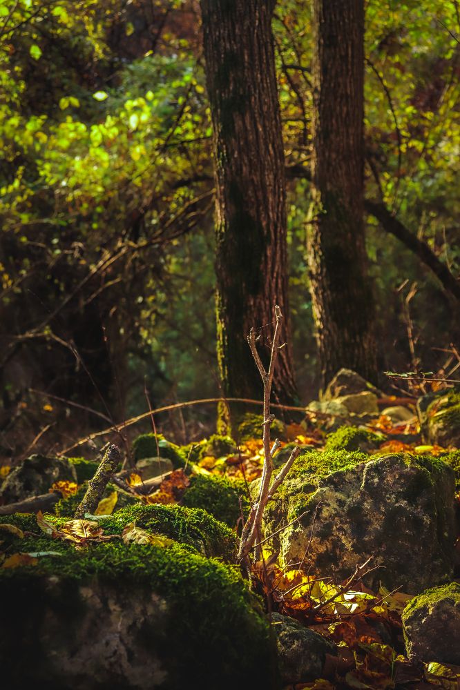 Photograph by Антон Пирожок