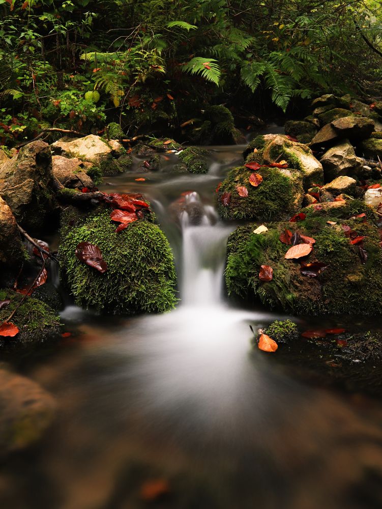 Фотография автора Flegner Calin