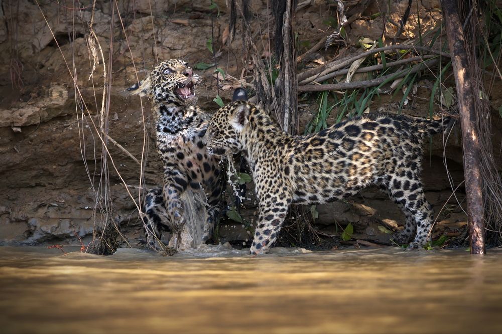 Вошёл в раж