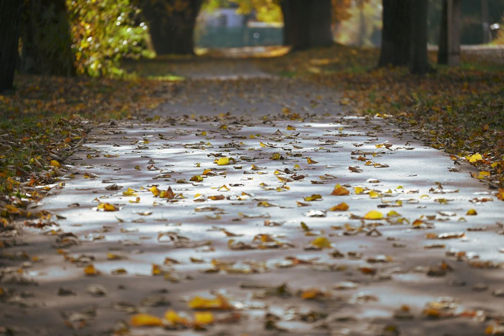 Фотография автора Larisa Meshkova