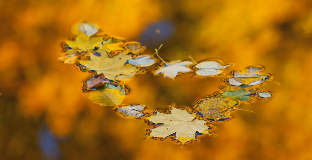 Палитра осени