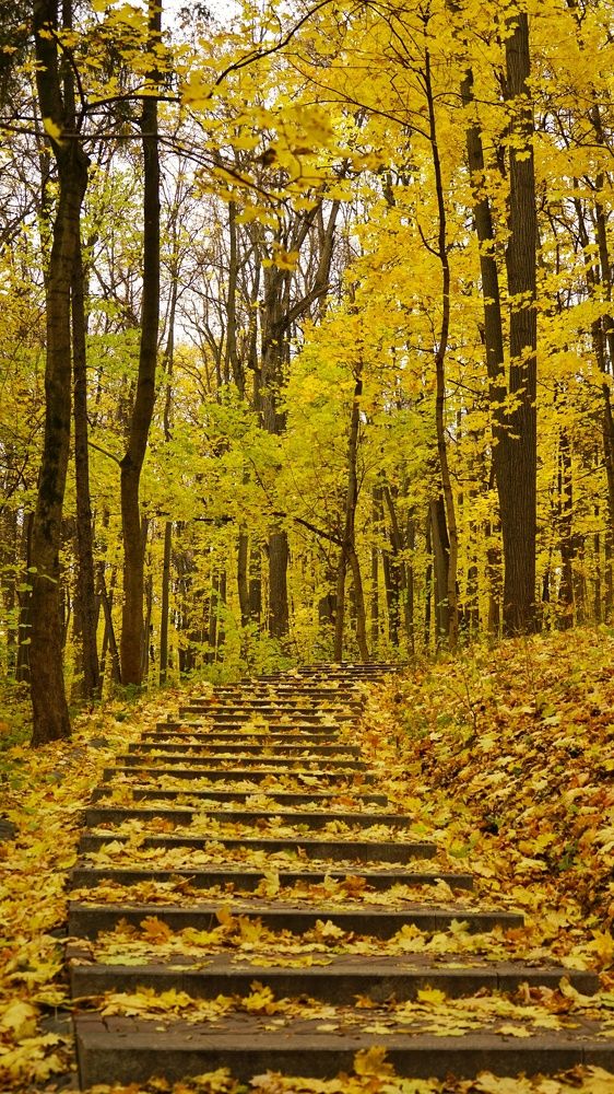 Фотография автора Slim Soyadi